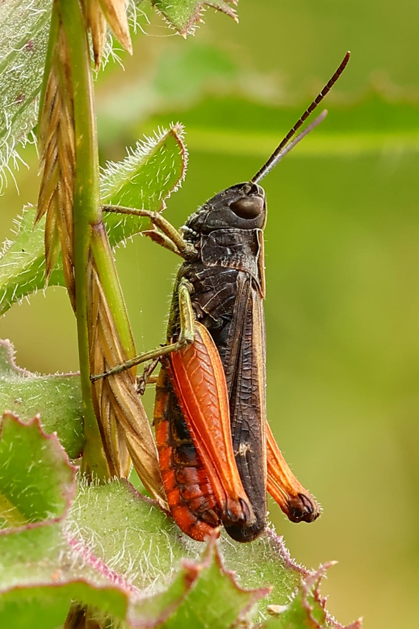 Orange and black Grasshopper